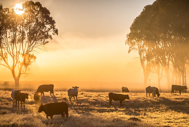 Brewarrina - GP VMO