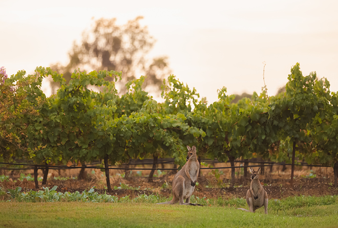 Parkes - General Practitioner