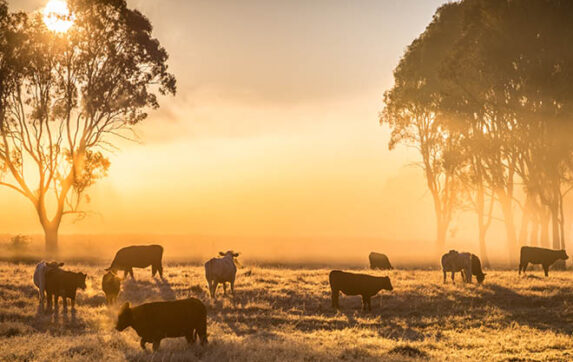 Brewarrina - GP VMO