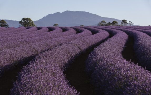 Regional Medical Coordinator - Tasmania